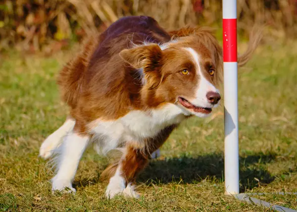 Çevik bir köpek. Kenarlık çoban köpeği