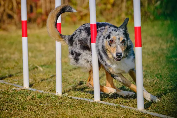 Yeşil bir çayırda köpek çevikliği eğitimi