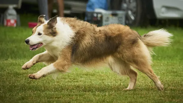 Sınır çoban köpeğinin portresi
