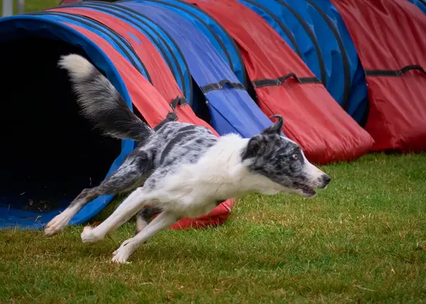 Sınır çoban köpeği çeviklikle çalışıyor