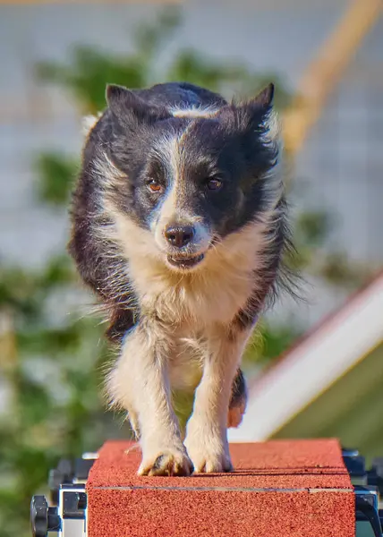 Şirin bir köpeğin portresi.