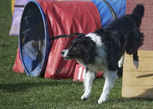 Köpek çevikliğin üzerine atlıyor.