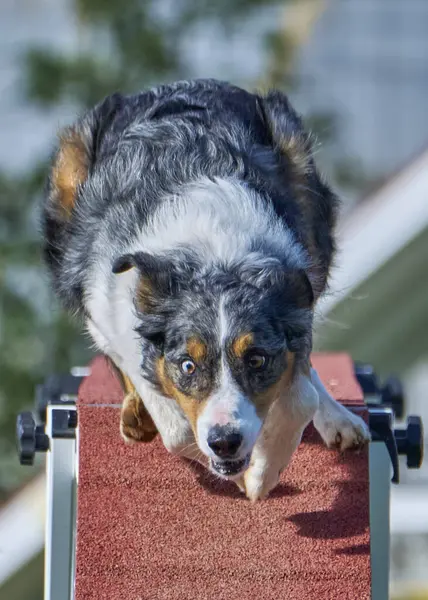 Çeviklik Yarışmasında Sınır Köpeği