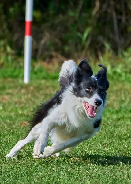 Bir çayırda zıplayan çoban köpeği.