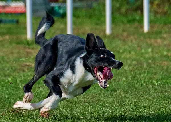Parktaki çimlere atlayan köpek.