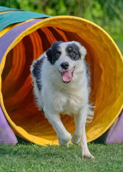 Tünelde koşan çoban köpeği.