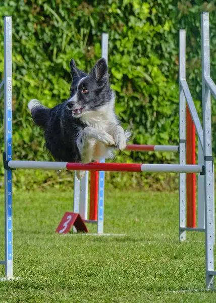 Sınır çoban köpeği eğitimi
