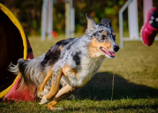 köpek çeviklik yarışmasında koşuyor.