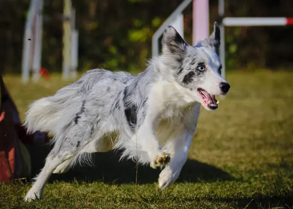 Avustralyalı çoban köpeği çeviklik içinde koşuyor