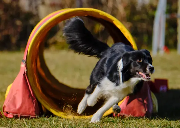 Köpek parkta koşuyor.