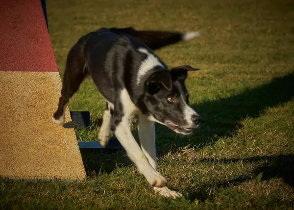 köpek çeviklik antrenman yarışmasında