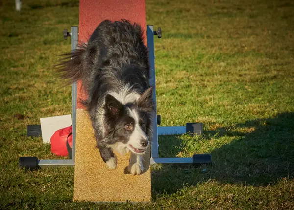 Parkta çeviklik kursunda köpek çevikliği.