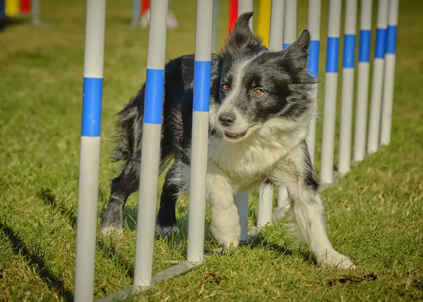 Çeviklik üzerine çevik bir köpek çoban köpeği.