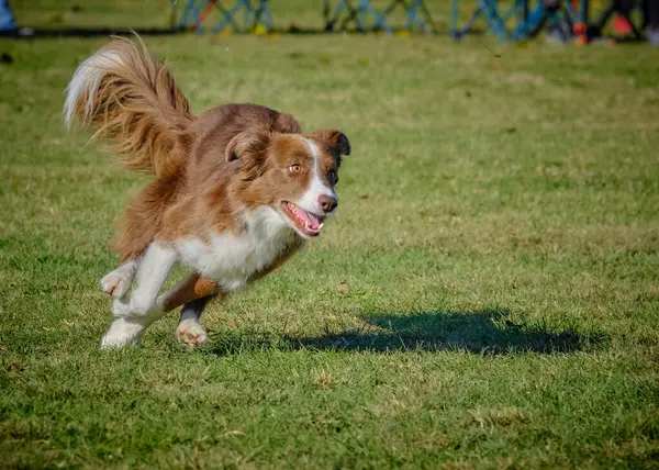 Köpek çimenlerde koşuyor.