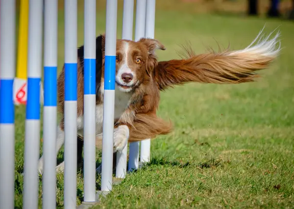 Sınır çoban köpeği çevikliği