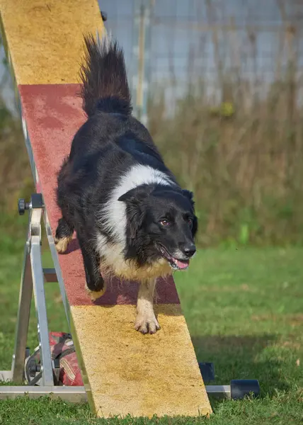 Çeviklik üzerine sınır köpeği