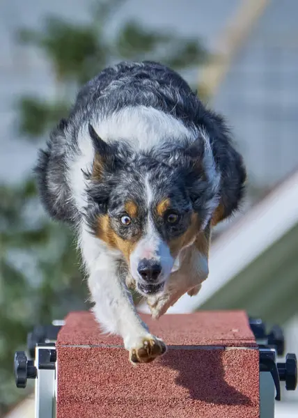 Çeviklik sınırında çoban köpeği
