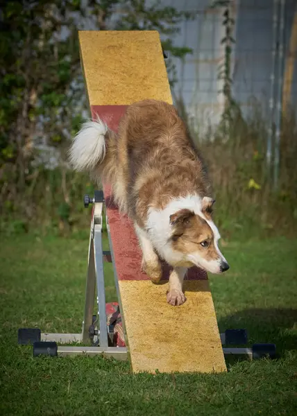 Çeviklik konusunda bir köpek eğitimi