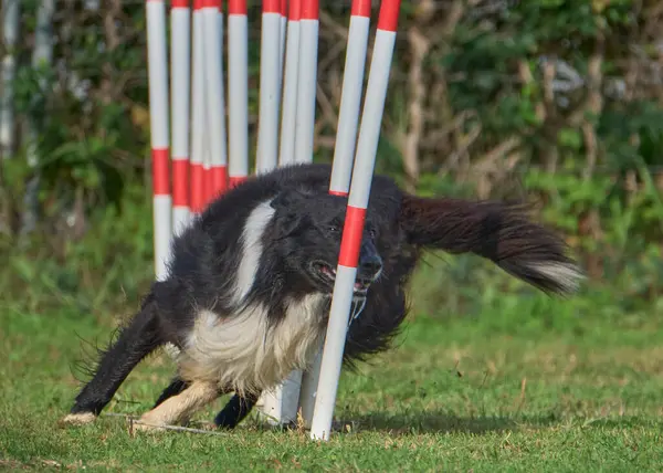 Siyah beyaz bir köpek çevikliğin üzerine atlıyor.
