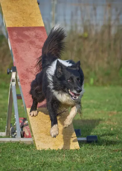 Çeviklik yarışmasında border collie dog