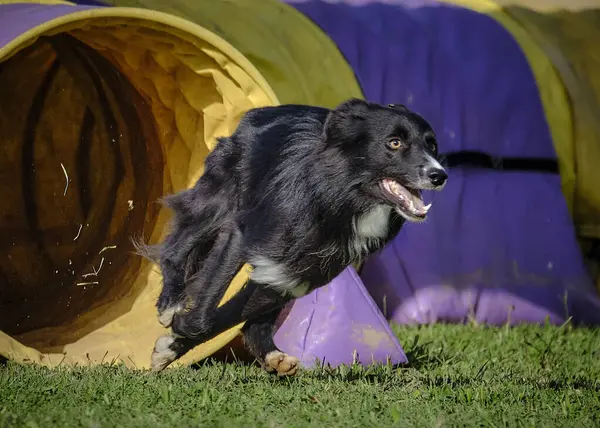 köpek çeviklik içinde koşuyor
