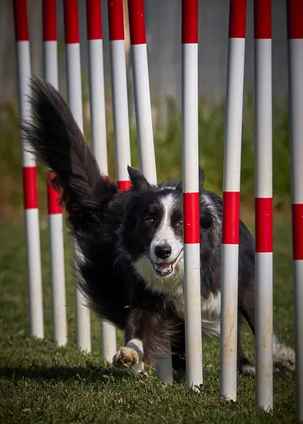 Sınır çoban köpeği çevikliğe atlıyor