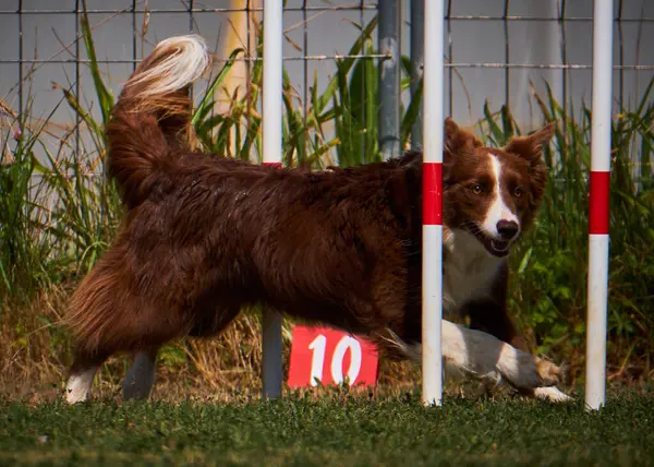 Kırmızı köpek ve siyah bir sınır köpeği tarlada.