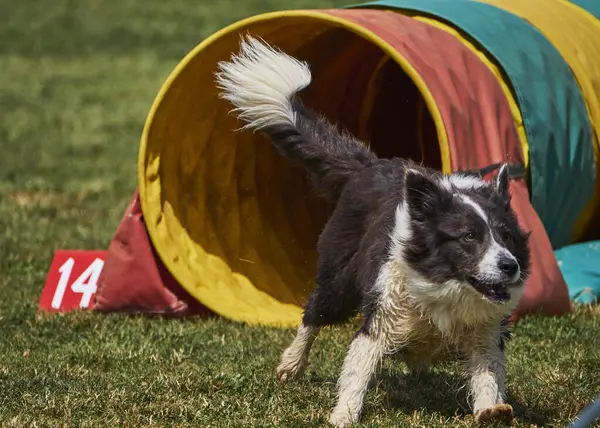 Köpek tarlada oynuyor.