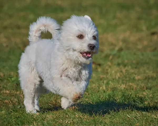 Maltese Bichon çeviklik yarışmasında. Köpek sporları. Köpek spor malzemeleri. Köpek dostu bölge.