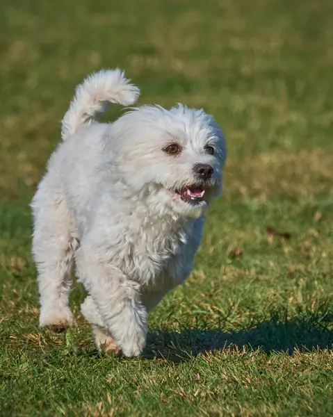 Maltese Bichon çeviklik yarışmasında. Köpek sporları. Köpek spor malzemeleri. Köpek dostu bölge.