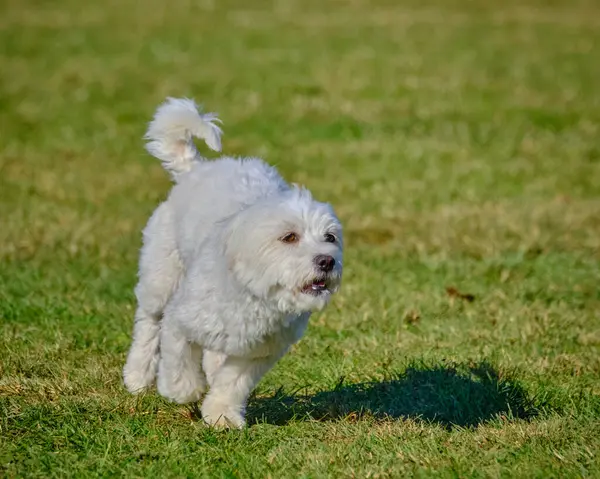 Maltese Bichon çeviklik yarışmasında. Köpek sporları. Köpek spor malzemeleri. Köpek dostu bölge.