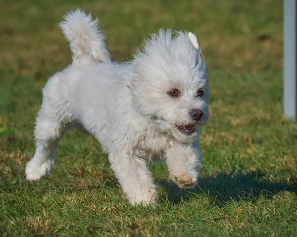 Maltese Bichon çeviklik yarışmasında. Köpek sporları. Köpek spor malzemeleri. Köpek dostu bölge.