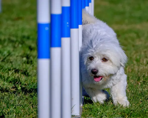 Maltese Bichon çeviklik yarışmasında. Köpek sporları. Köpek spor malzemeleri. Köpek dostu bölge.