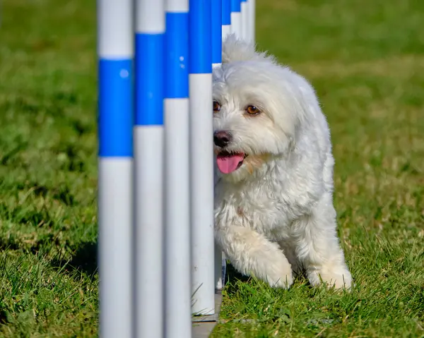 Maltese Bichon çeviklik yarışmasında. Köpek sporları. Köpek spor malzemeleri. Köpek dostu bölge.
