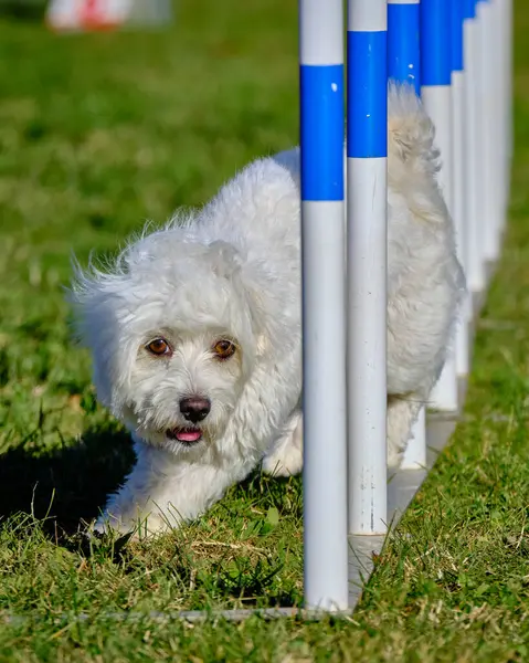 Maltese Bichon çeviklik yarışmasında. Köpek sporları. Köpek spor malzemeleri. Köpek dostu bölge.