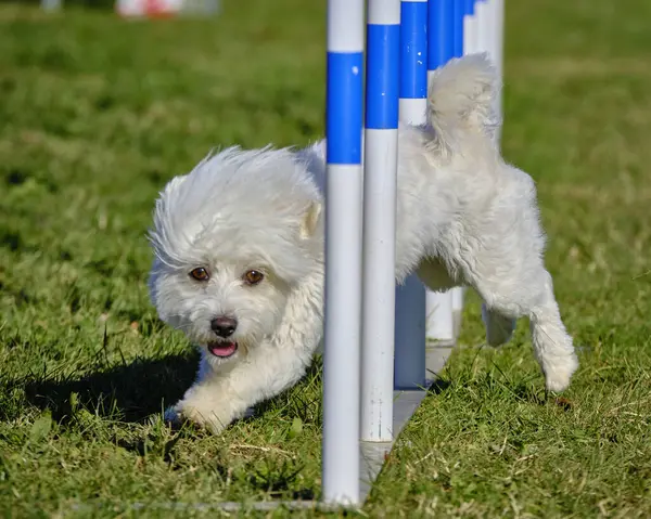 Maltese Bichon çeviklik yarışmasında. Köpek sporları. Köpek spor malzemeleri. Köpek dostu bölge..