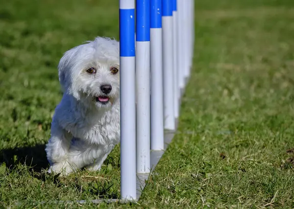Maltese Bichon çeviklik yarışmasında. Köpek sporları. Köpek spor malzemeleri. Köpek dostu bölge.