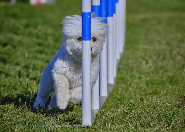 Maltese Bichon çeviklik yarışmasında. Köpek sporları. Köpek spor malzemeleri. Köpek dostu bölge.