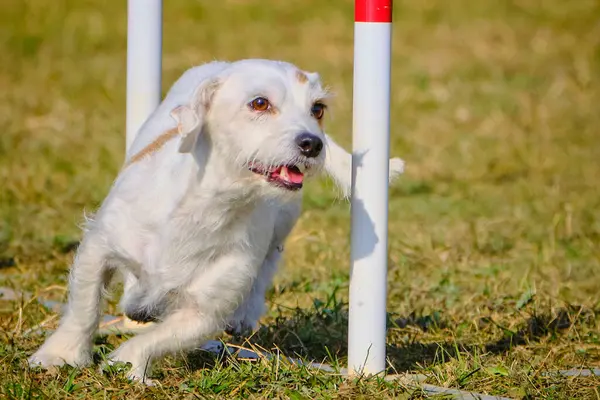 Maltese Bichon çeviklik yarışmasında. Köpek sporları. Köpek spor malzemeleri. Köpek dostu bölge.