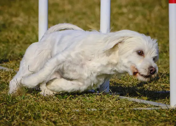 Maltese Bichon çeviklik yarışmasında. Köpek sporları. Köpek spor malzemeleri. Köpek dostu bölge.