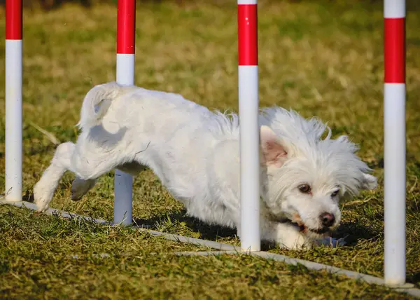 Maltese Bichon çeviklik yarışmasında. Köpek sporları. Köpek spor malzemeleri. Köpek dostu bölge.