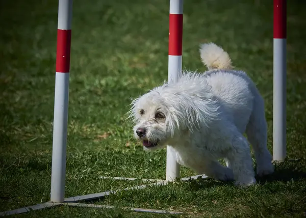 Maltese Bichon çeviklik yarışmasında. Köpek sporları. Köpek spor malzemeleri. Köpek dostu bölge.