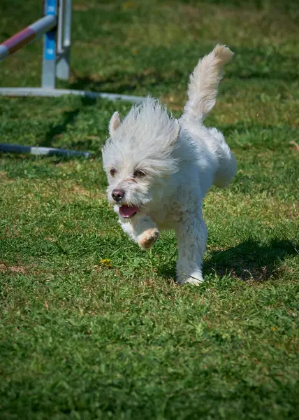 Maltese Bichon çeviklik yarışmasında. Köpek sporları. Köpek spor malzemeleri. Köpek dostu bölge.