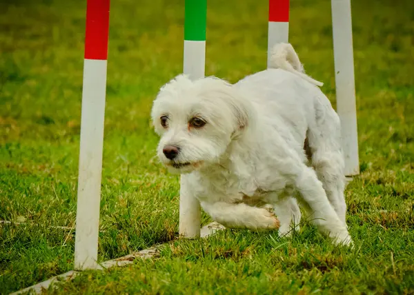 Maltese Bichon çeviklik yarışmasında. Köpek sporları. Köpek spor malzemeleri. Köpek dostu bölge.