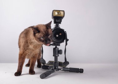 Kamerasıyla siyam kedisi. Portreleri çekmeye hazır. Fotoğrafçı