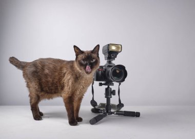 Kamerasıyla siyam kedisi. Portreleri çekmeye hazır. Fotoğrafçı