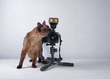 Kamerasıyla siyam kedisi. Portreleri çekmeye hazır. Fotoğrafçı