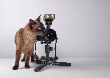 Kamerasıyla siyam kedisi. Portreleri çekmeye hazır. Fotoğrafçı