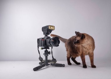 Kamerasıyla siyam kedisi. Portreleri çekmeye hazır. Fotoğrafçı