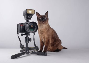 Kamerasıyla siyam kedisi. Portreleri çekmeye hazır. Fotoğrafçı